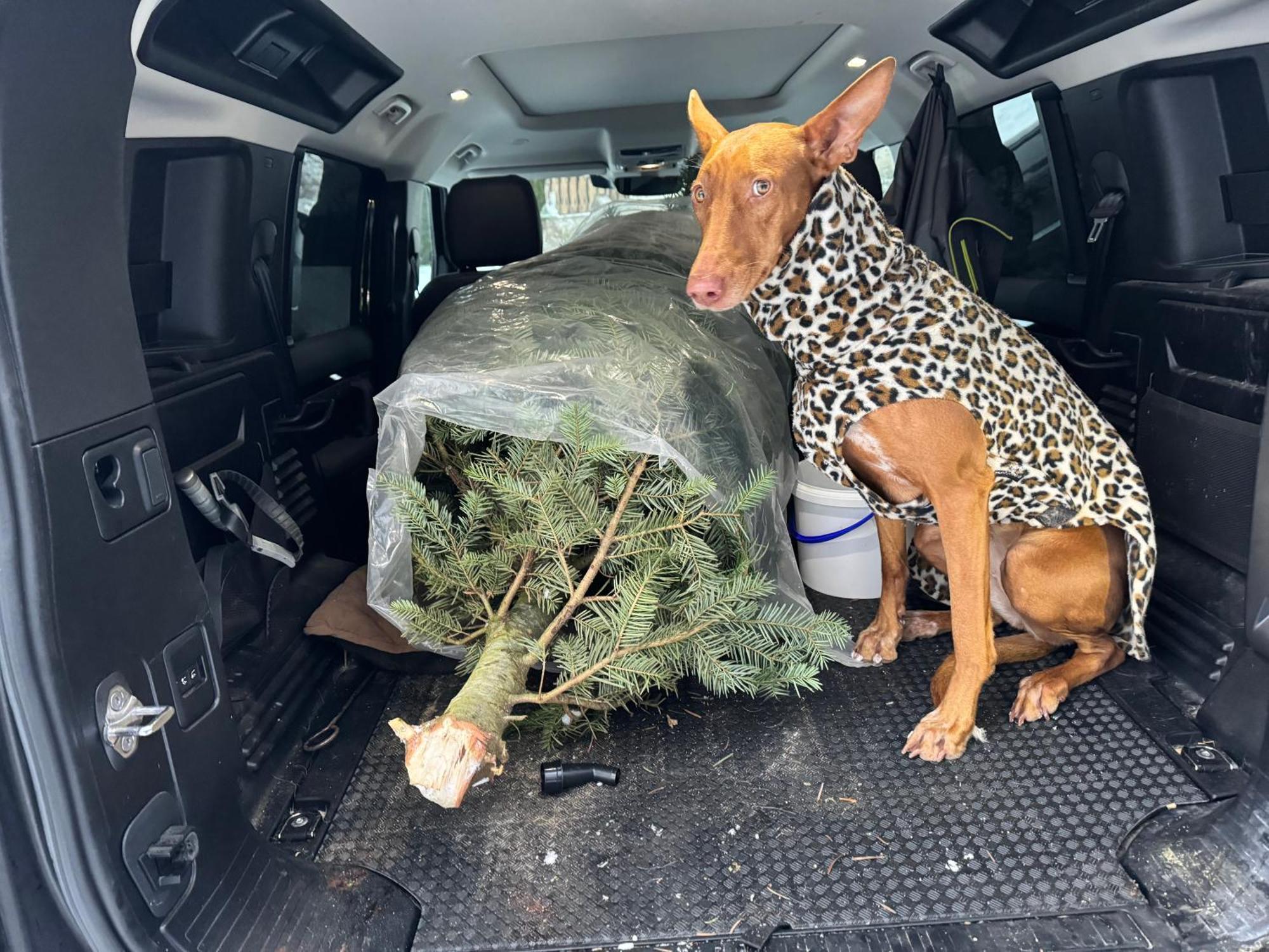 Hundefreundliche Unterkunft Im Muehlviertel In Oberoesterreich Freundorf Exteriör bild